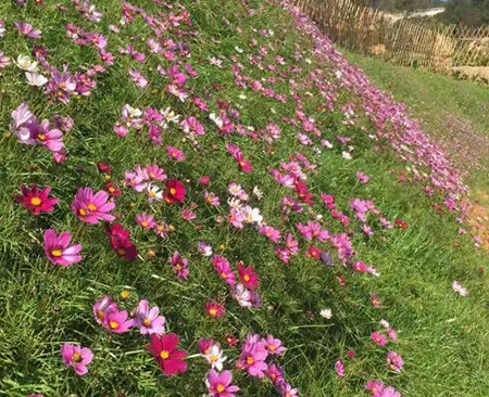鄭州 波斯菊