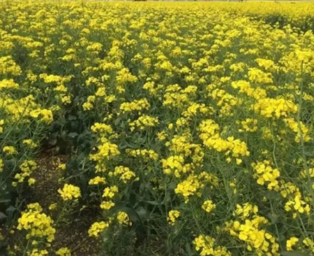 全國油菜