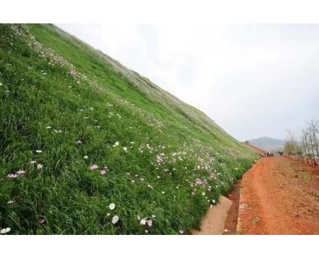 鄭州邊坡草種：草灌花混播