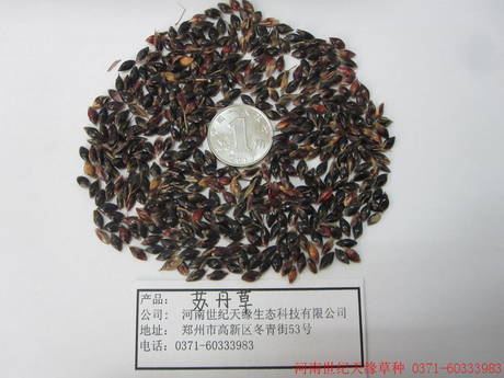 全國蘇丹草