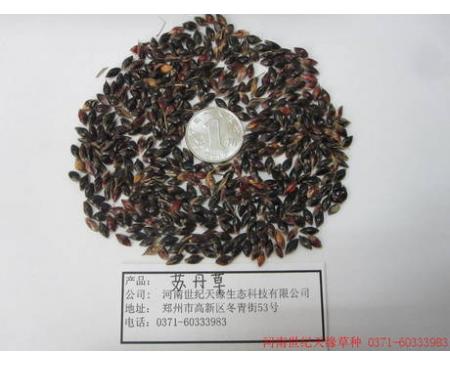 鄭州蘇丹草