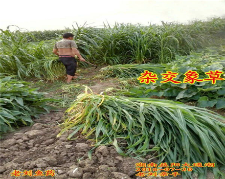鄭州雜交象草