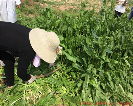 全國大葉菊苣（雞鴨鵝用）