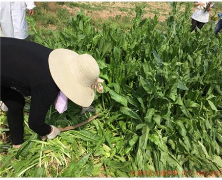鄭州大葉菊苣(雞鴨鵝用)