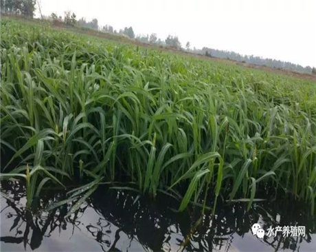 全國小米草