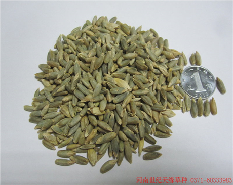 鄭州黑麥——冬牧70