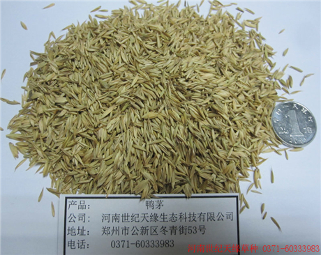 鄭州耐陰草—鴨茅