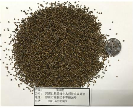 鄭州百脈根