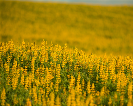 鄭州黃花羽扇豆-牧用、綠肥