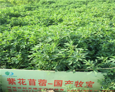 鄭州紫花苜蓿-隴東（2-3級）
