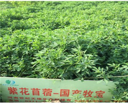 全國紫花苜蓿-隴東（2-3級）