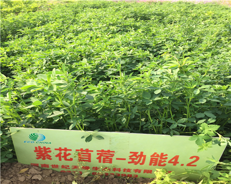 鄭州紫花苜蓿-勁能4.2（4-5級）