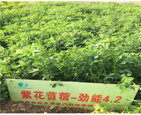 全國紫花苜蓿-勁能4.2（4-5級）