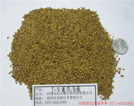鄭州紫花苜蓿-藍月亮8級）
