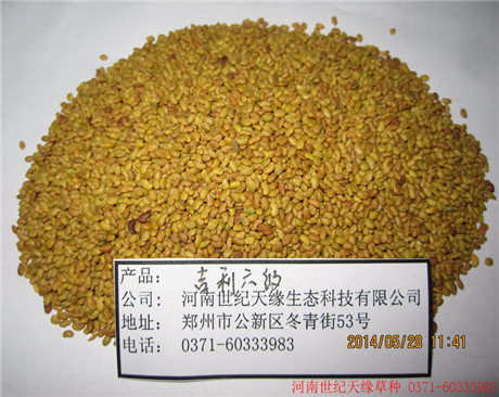 鄭州紫花苜?！?010（6級）