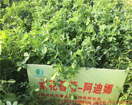 鄭州紫花苜?！⒌夏龋?-5級）