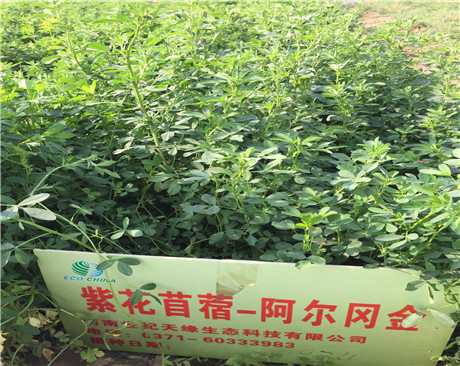 鄭州紫花苜?！枌穑?-3級）