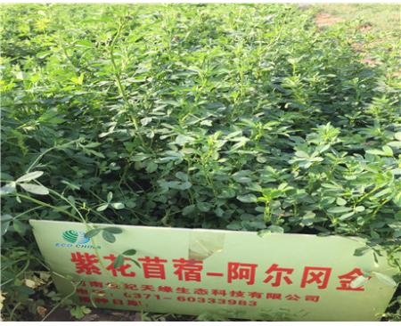 鄭州紫花苜?！枌穑?-3級）