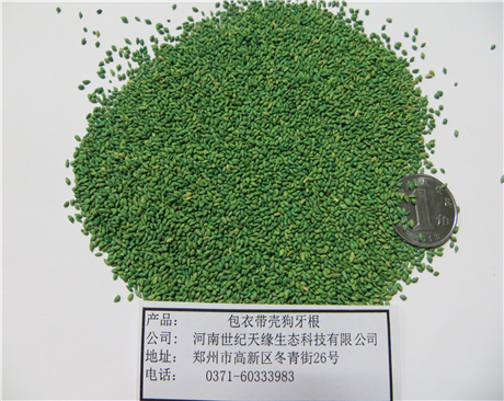 鄭州 包衣帶殼狗牙根