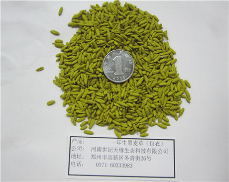 鄭州包衣一年生黑麥草