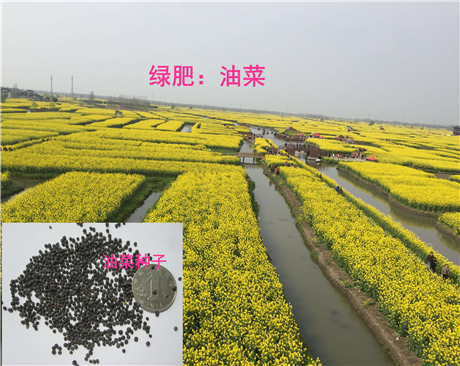 全國油菜