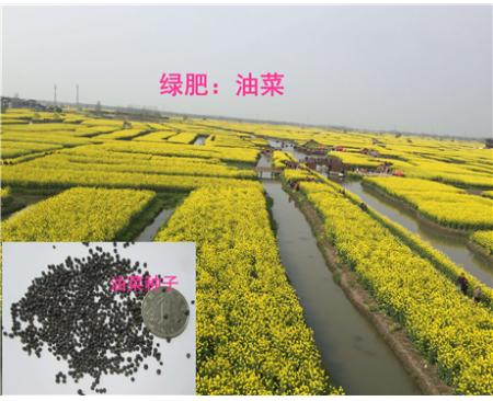 全國油菜