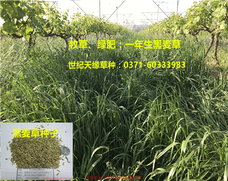全國黑麥草