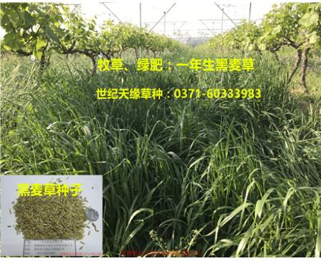 全國黑麥草