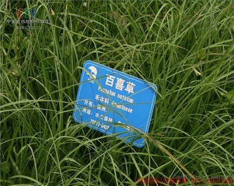 鄭州百喜草
