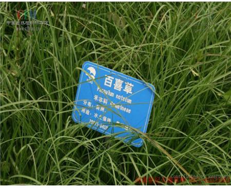 鄭州百喜草