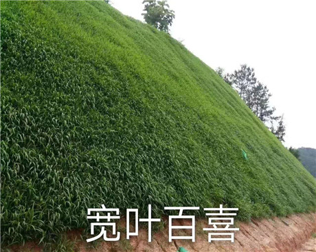 寬葉草（國產百喜草）