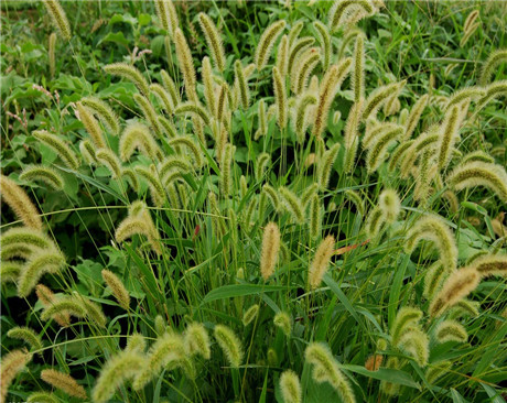 南方護坡草—狗尾草