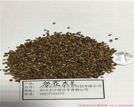 鄭州多花木蘭