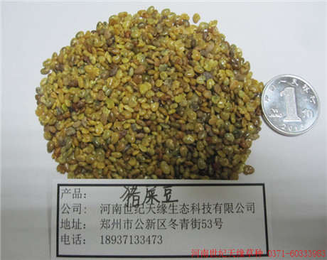 鄭州灌木種子豬屎豆