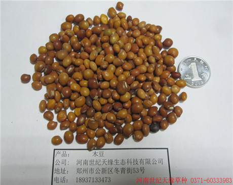 鄭州灌木—木豆