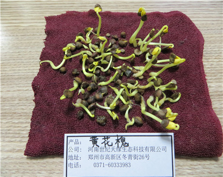 鄭州灌木—黃花槐