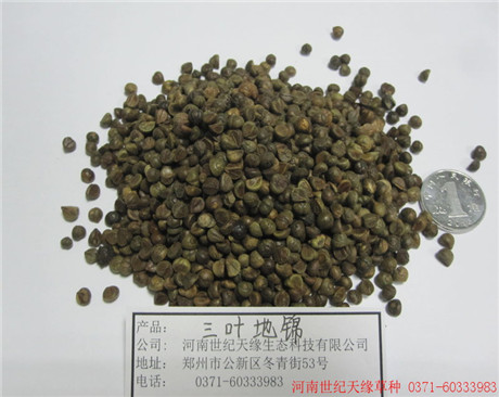 鄭州藤本植物—爬山虎