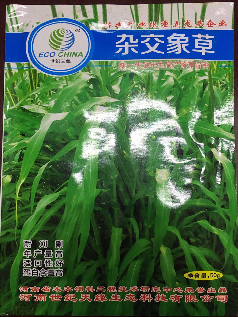 鄭州雜交象草