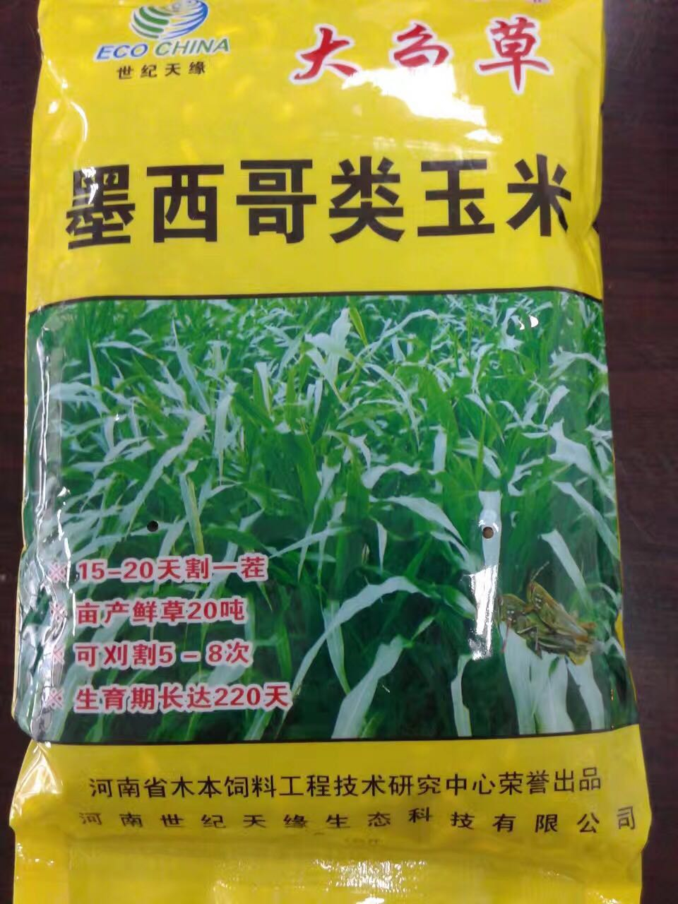 鄭州墨西哥類玉米-大芻草