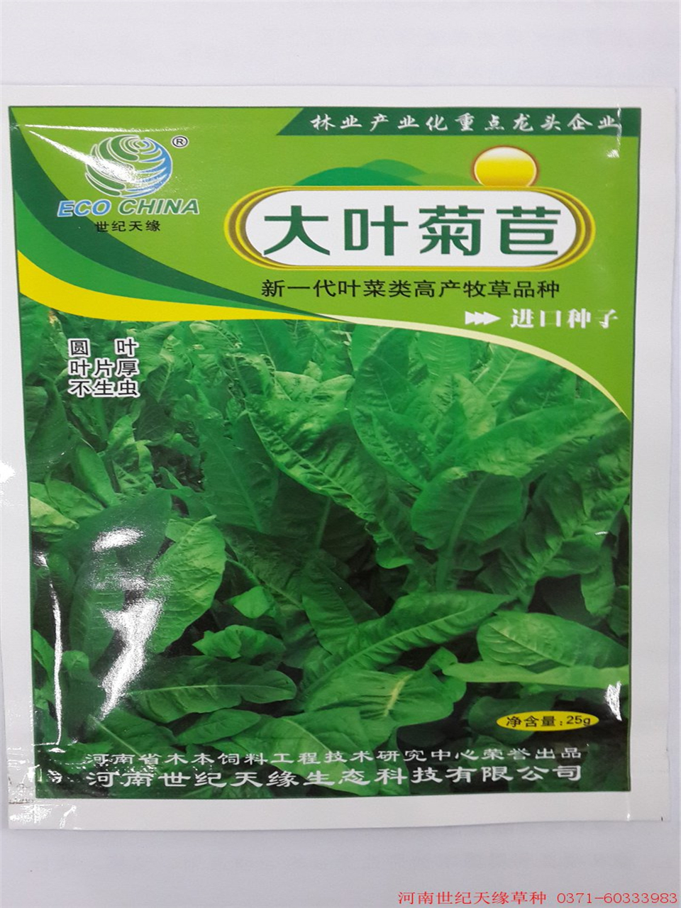 鄭州雞鴨鵝草-大葉菊苣