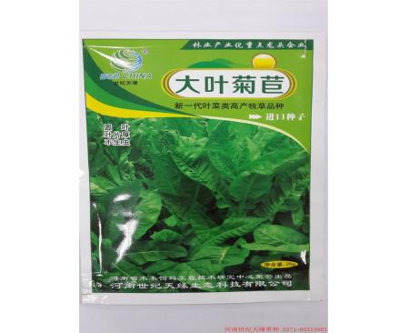 全國雞鴨鵝草-大葉菊苣