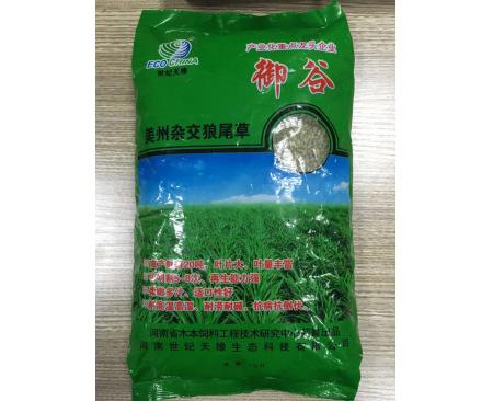河南美洲雜交狼尾草—御谷