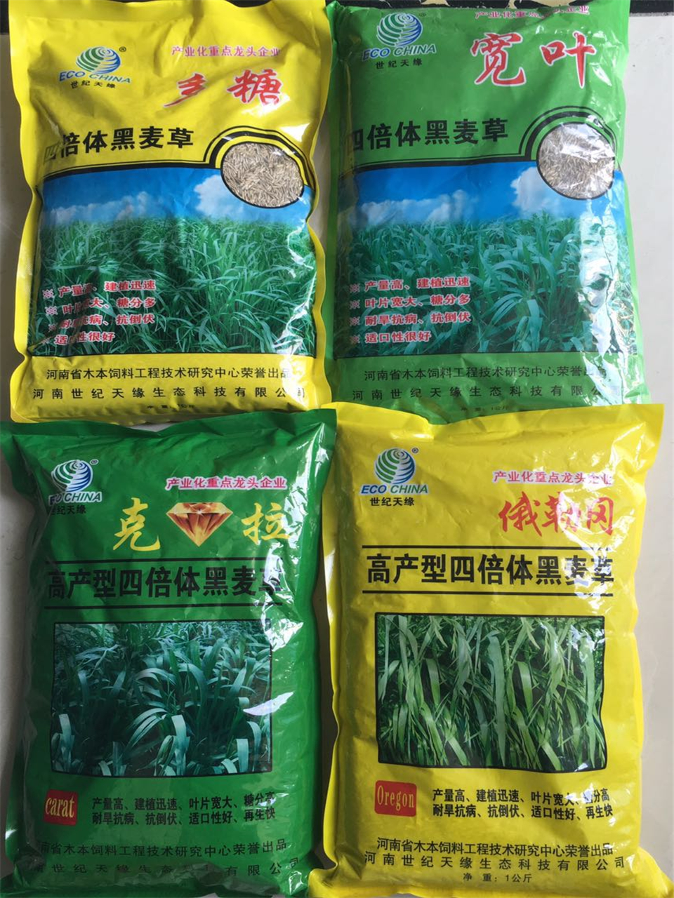 全國四倍體黑麥草俄勒岡和克拉