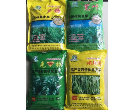 全國四倍體黑麥草俄勒岡和克拉