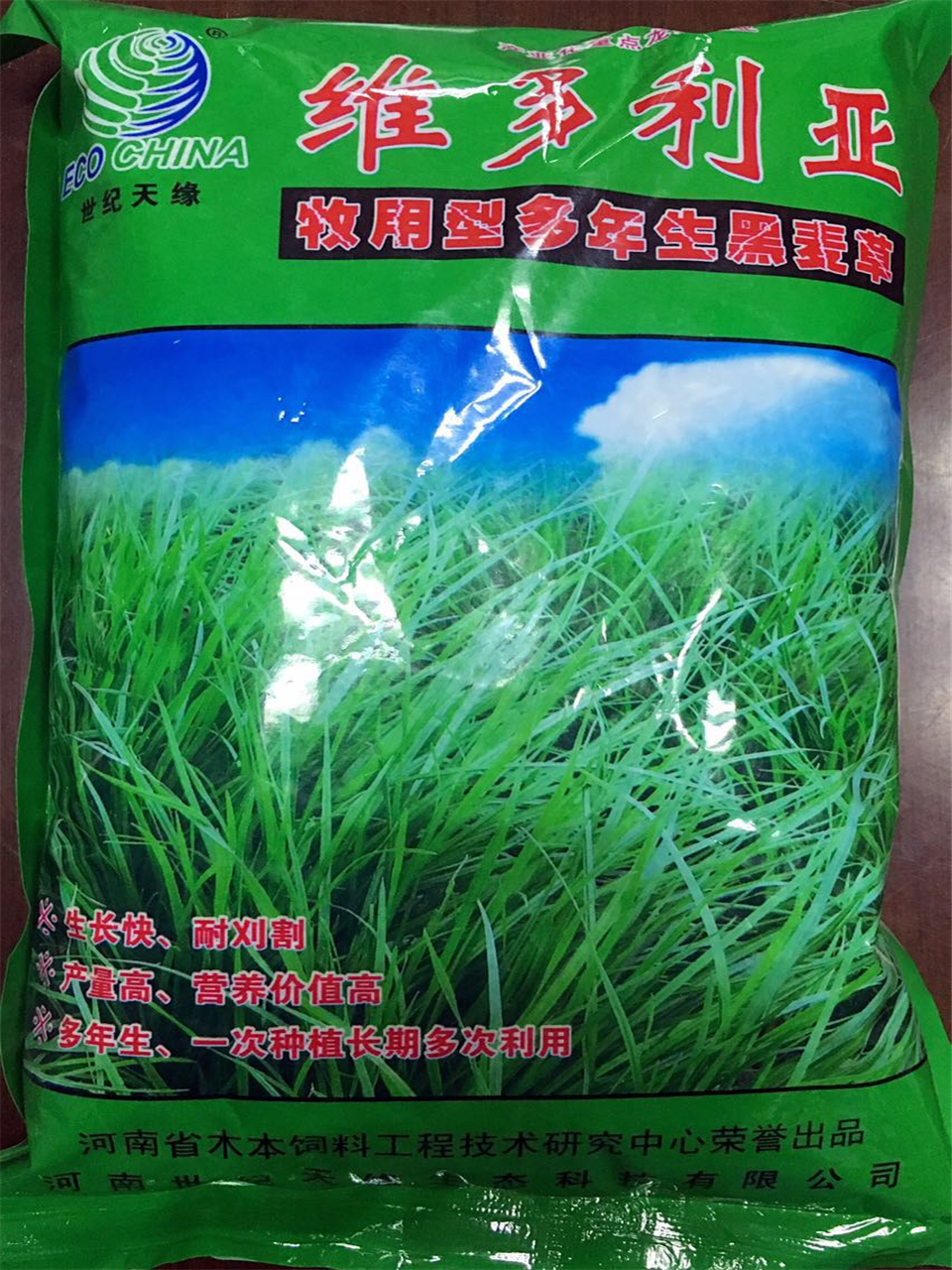 河南牧用 多年生黑麥草