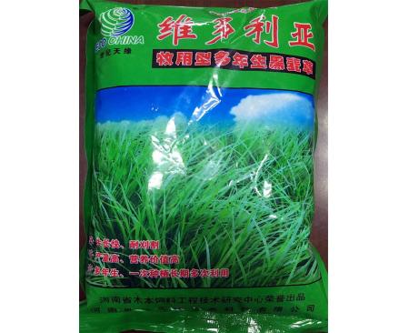河南牧用 多年生黑麥草