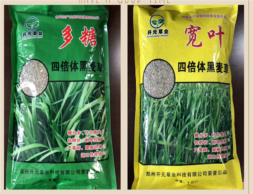 全國高產四倍體黑麥草