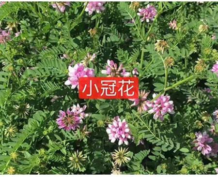 鄭州小冠花